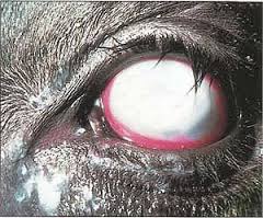 Crookwell Veterinary Hospital > Animal Care > Cattle > Pink eye in